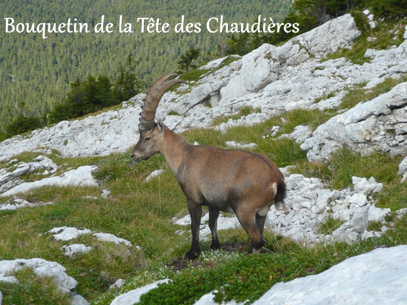 Bouquetin Tete des Chaudieres